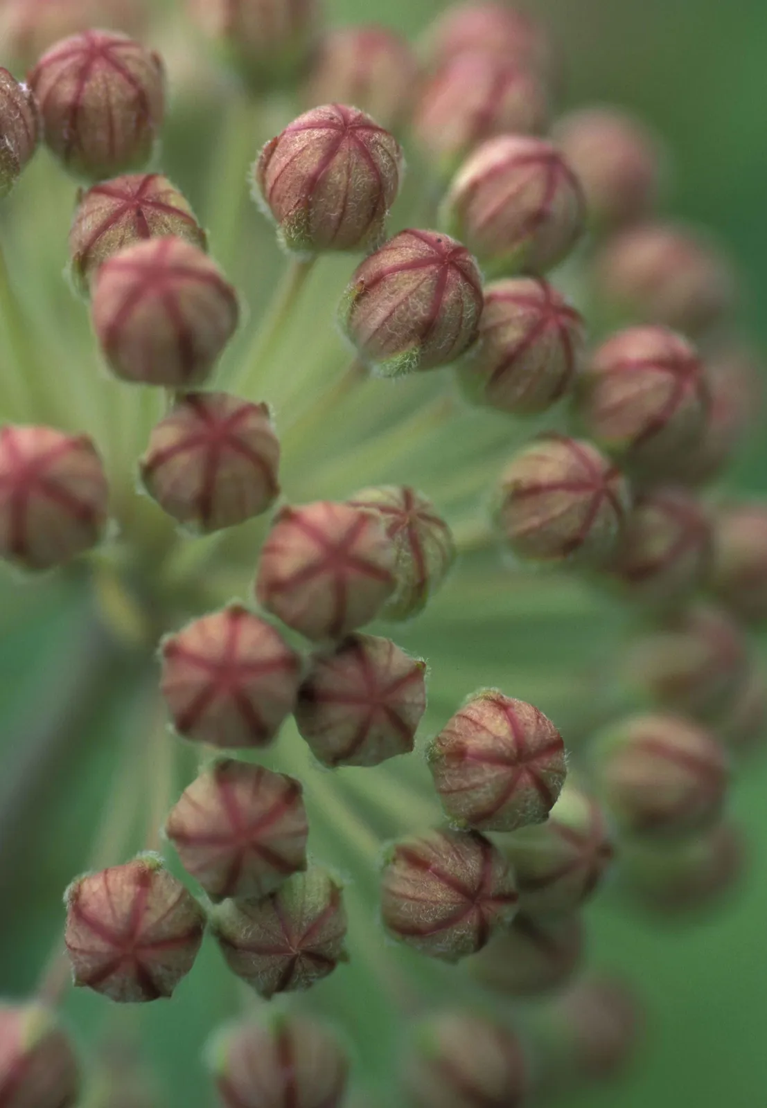 Milkwer flower buds macro photography asclepias syriaca